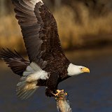12SB1966 American Bald Eagle